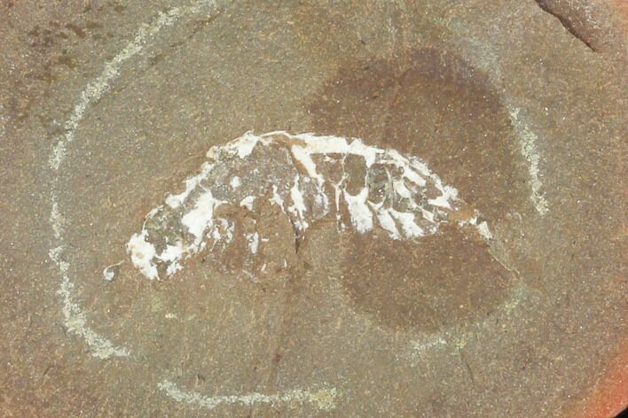Fossil Syncarid Shrimp (Acanthotelson) Nodule Pos/Neg - Illinois #120972